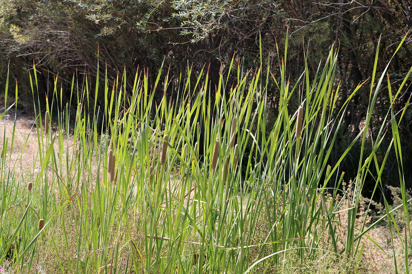 Изображение особи Typha angustifolia.