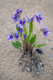 Viola mandshurica. Цветущие растения на песке. Приморский край, Хасанский р-н, побережье залива Голубиный. 19.05.2025.