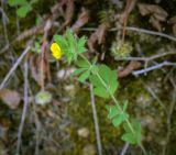 Lotus angustissimus. Верхушка цветущего растения. Абхазия, Гудаутский р-н, окр. с. Лдзаа, крутой слабо задернованный склон вдоль грунтовой дороги. 12.06.2025.