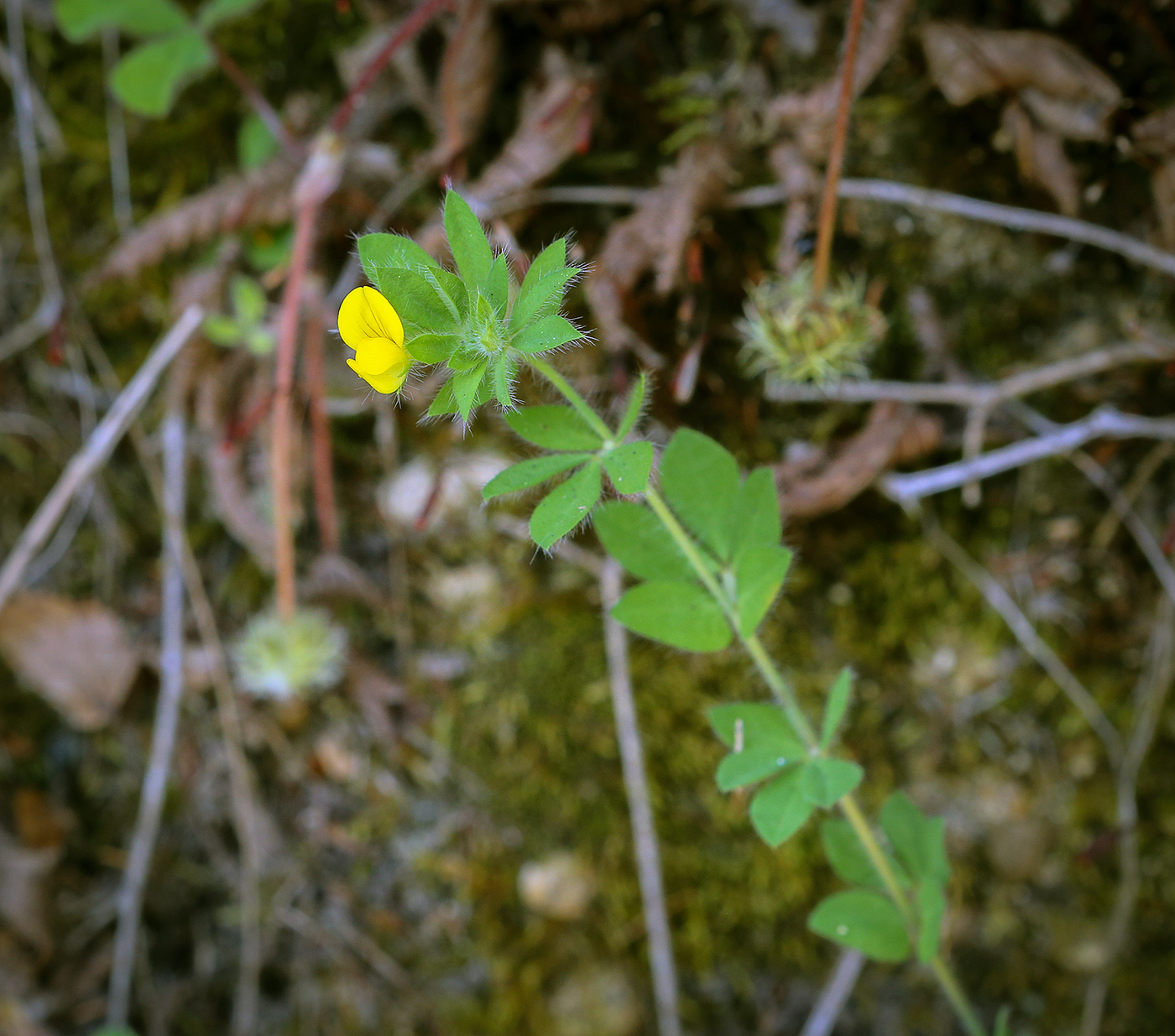 Image of Lotus angustissimus specimen.