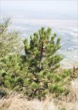 genus Pinus. Взрослое дерево. Ставропольский край, г. Пятигорск, вершина горы Машук, подверженный рекреационной нагрузке разнотравный луг. 25.09.2025.