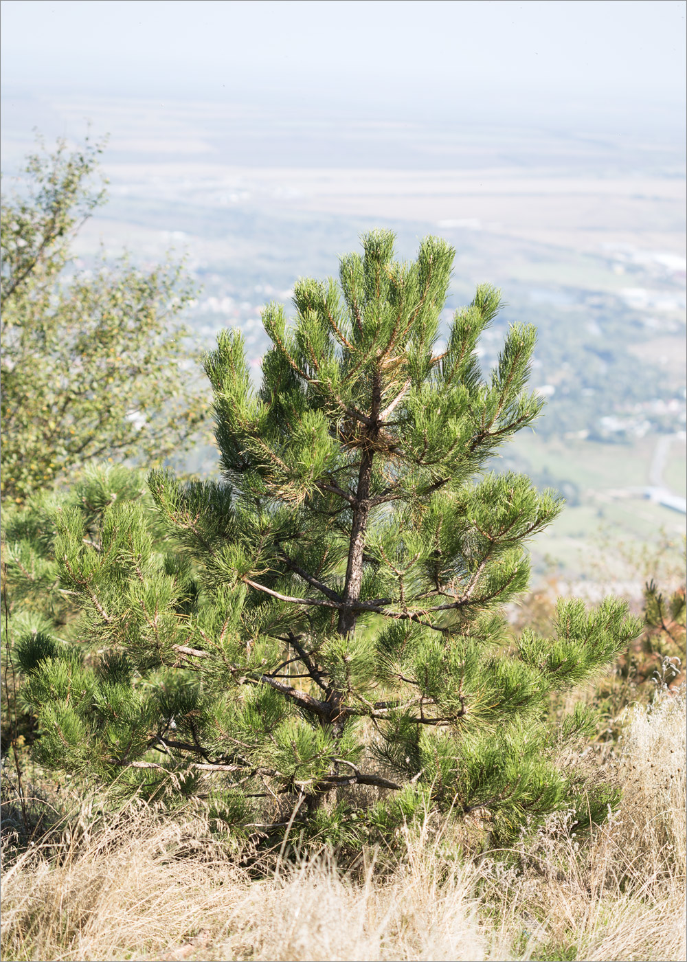 Image of genus Pinus specimen.