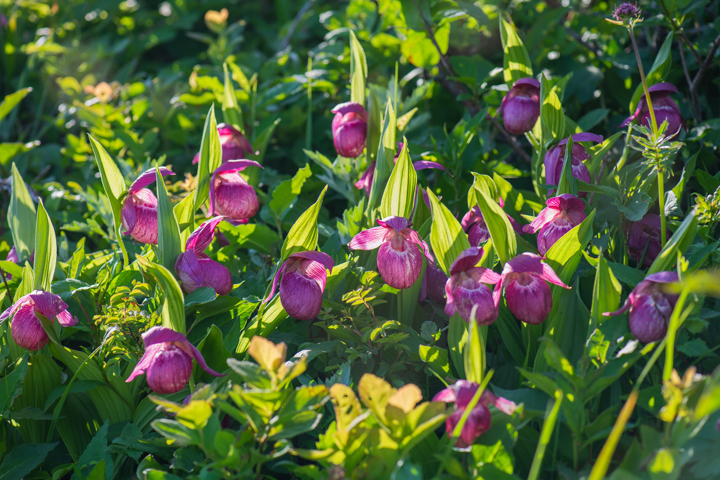 Image of Cypripedium macranthos specimen.