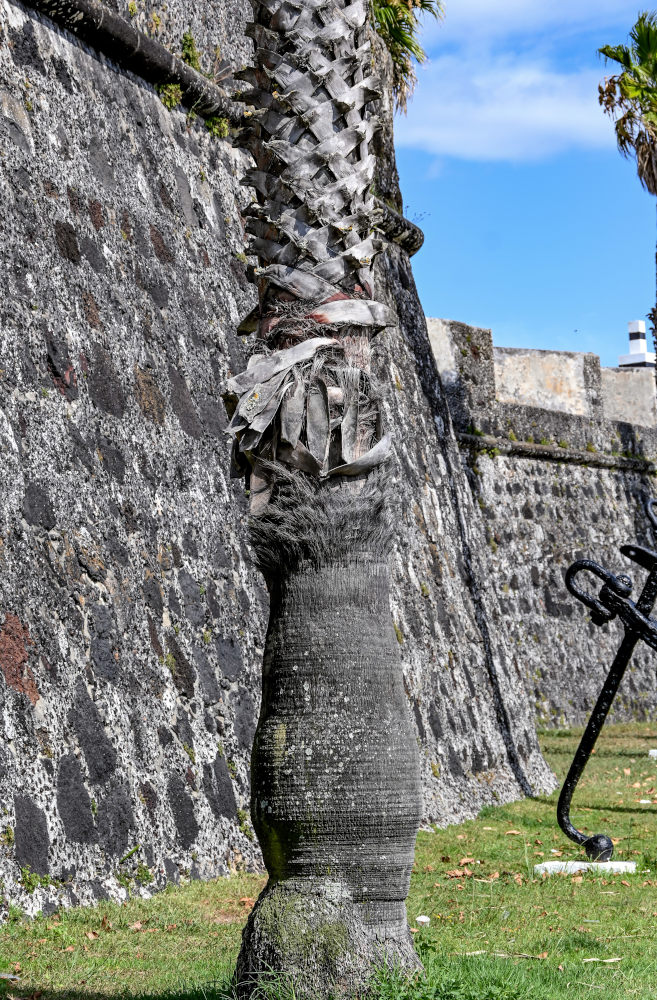 Изображение особи Washingtonia robusta.