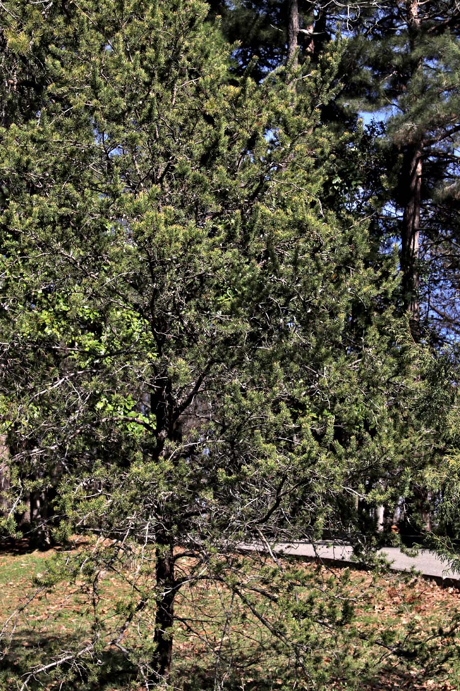 Изображение особи Pinus banksiana.