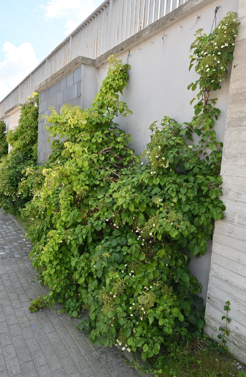 Image of Hydrangea petiolaris specimen.