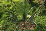 Sabal minor. Молодое растение. Краснодарский край, Черноморское побережье Кавказа, г. Новороссийск. 30 ноября 2025 г.