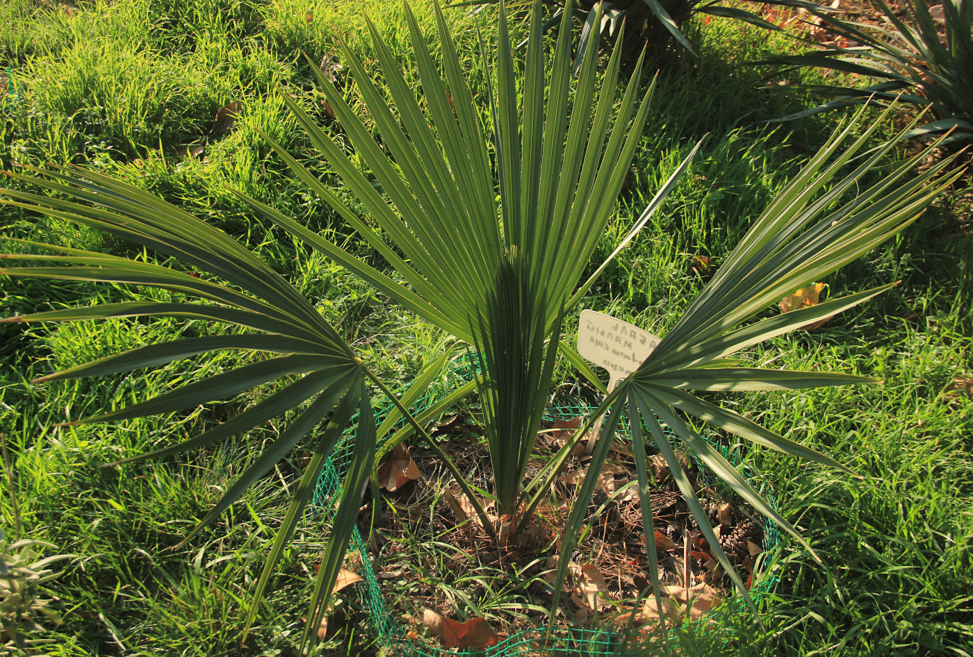 Изображение особи Sabal minor.