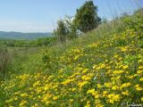 Hippocrepis comosa. Аспект цветущего подковника. Крым, Байдарская долина, окр. с. Орлиное. 13.05.2010.