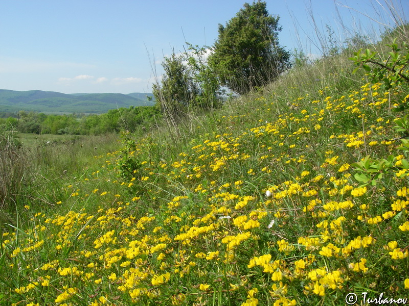 Image of Hippocrepis comosa specimen.