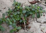 род Portulaca. Бутонизирующее растение. ОАЭ, Дубай, парк \"Эль Мамзар\", в песке. 28.02.2026.