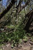 Cardamine tenera
