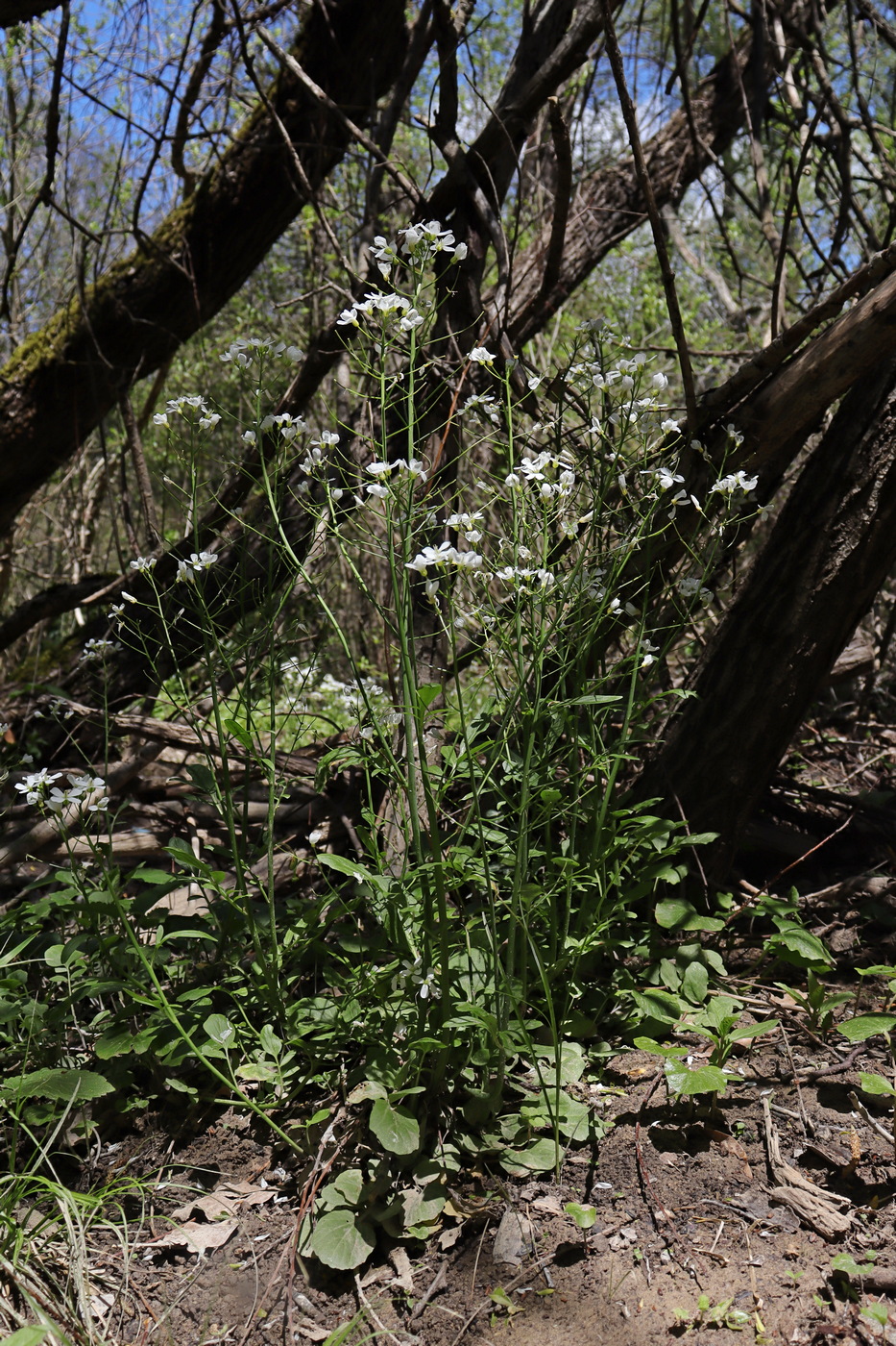 Image of Cardamine tenera specimen.