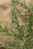 Salsola dendroides