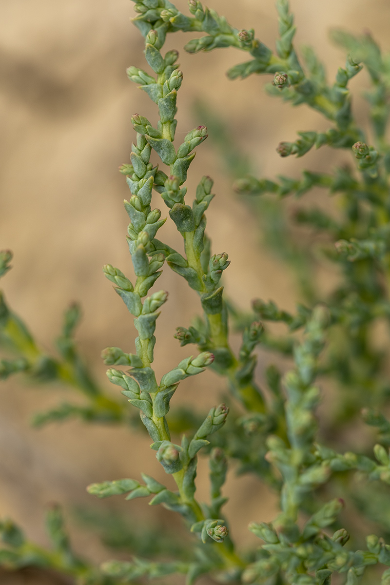 Image of Salsola dendroides specimen.
