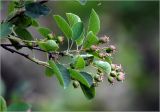 Amelanchier spicata. Верхушка побега с незрелым соплодием. Московская обл., Раменский р-н, окр. дер. Хрипань, садовый участок. 06.06.2026.