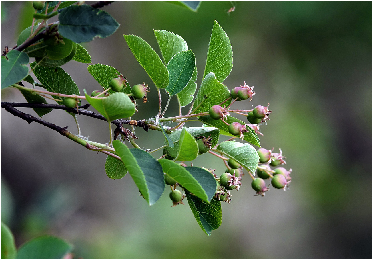 Image of Amelanchier spicata specimen.