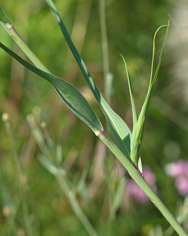 Изображение особи род Tragopogon.