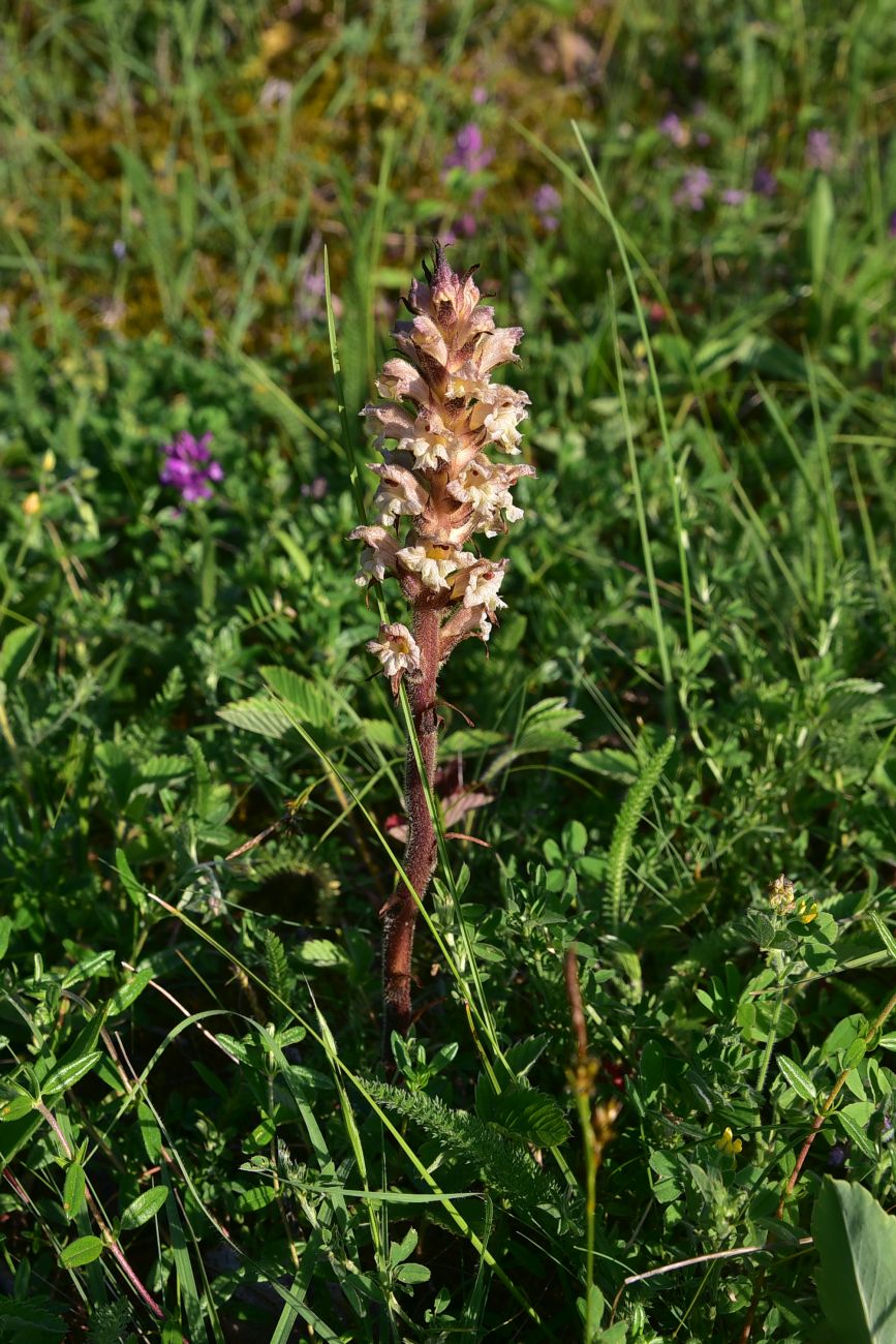 Изображение особи род Orobanche.
