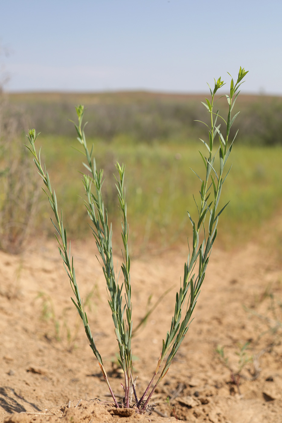 Image of Euphorbia seguieriana specimen.