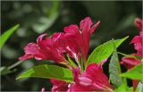 Weigela hybrida. Соцветие. Московская обл., Раменский р-н, окр. дер. Хрипань, садовый участок. 17.06.2026.