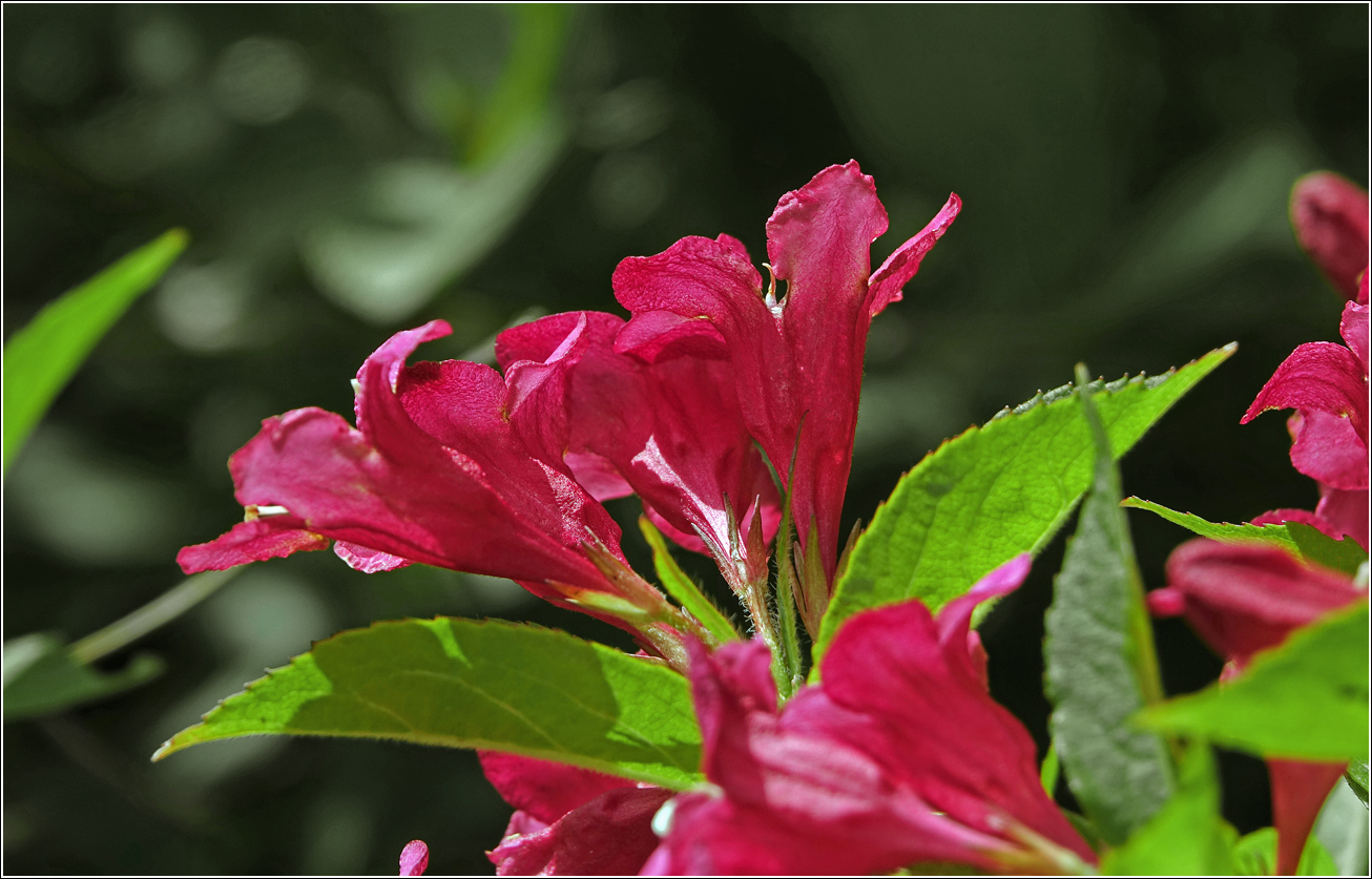 Image of Weigela hybrida specimen.