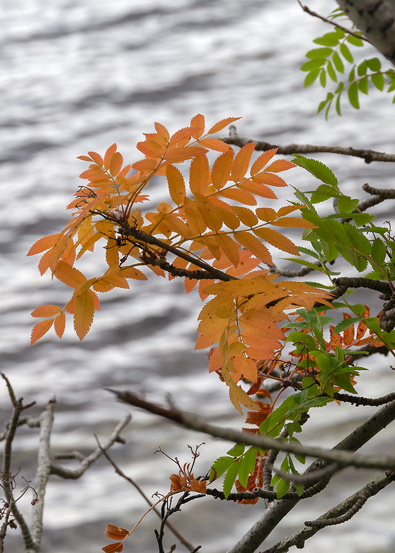 Изображение особи Sorbus aucuparia ssp. glabrata.