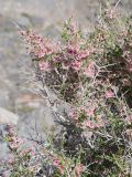 Atraphaxis spinosa. Верхняя часть веточки плодоносящего растения с высохшими прошлогодними побегами, превратившимися в колючки. Таджикистан, Горно-Бадахшанская автономная обл., Рушанский р-н, хр. Музкол, окр. Сарезского оз., Усойский завал, скопление мелкозёма среди крупноглыбового обломочного материала. 26 июня 2026 г.