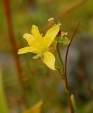 Saxifraga hirculus. Верхушка побега с цветком и плодом. Полярный Урал, перевал Ханмейнырд (между дол. рек Большой Ханмей и Кемьрезьрузь), приозёрный отундровелый луг. 20.08.2026.