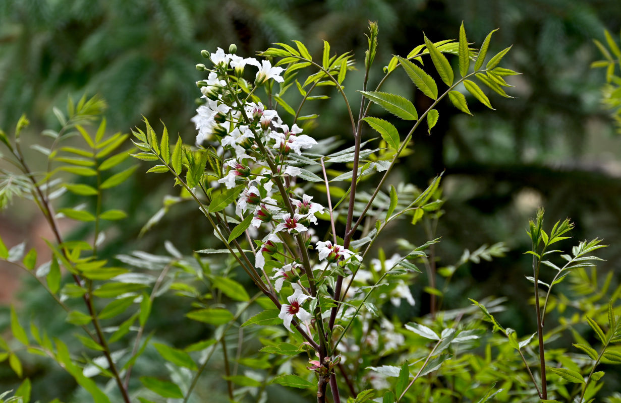 Изображение особи Xanthoceras sorbifolium.