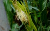 Zea mays. Средняя часть побега с развивающимся женским соцветием0початком. Московская обл., Раменский р-н, окр. дер. Хрипань, садовый участок. 08.09.2026.