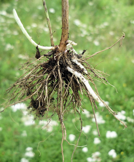 Изображение особи Artemisia integrifolia.