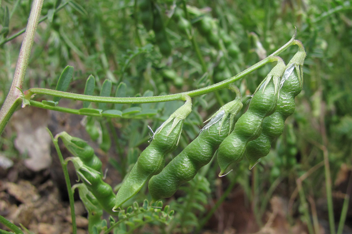 Изображение особи Vicia ervilia.