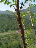 Caragana arborescens. Часть ветви с шиповидными прилистниками. Алтай, Шебалинский р-н, окр. с. Камлак, заросли кустарников по южному горному склону. 02.06.2011.