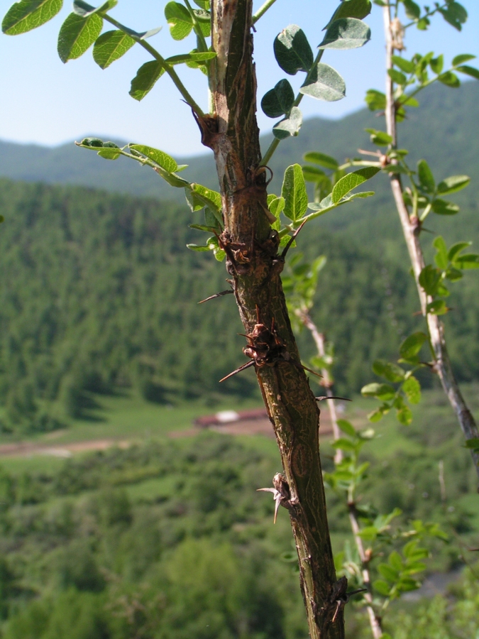 Image of Caragana arborescens specimen.