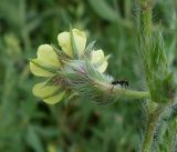 Potentilla obscura. Цветок (вид нижней стороны). Ростовская обл., Персиановская степь, окр. станицы Красюковская. 8 июня 2011 г.