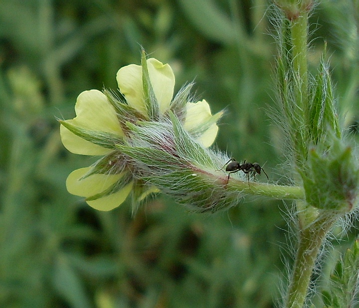 Изображение особи Potentilla obscura.