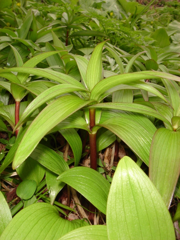 Image of Fritillaria camschatcensis specimen.