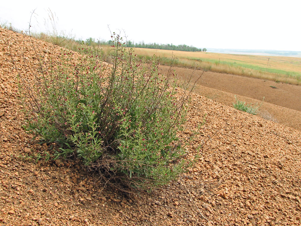Image of Scrophularia granitica specimen.