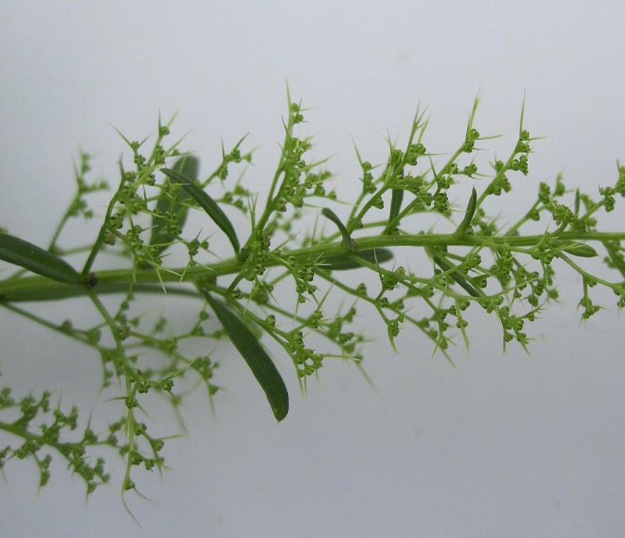 Image of Teloxys aristata specimen.