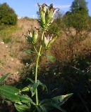 Saponaria officinalis