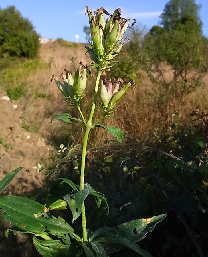 Изображение особи Saponaria officinalis.