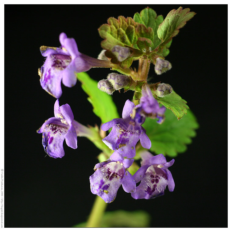 Изображение особи Glechoma hederacea.