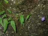 Campanula carpatica