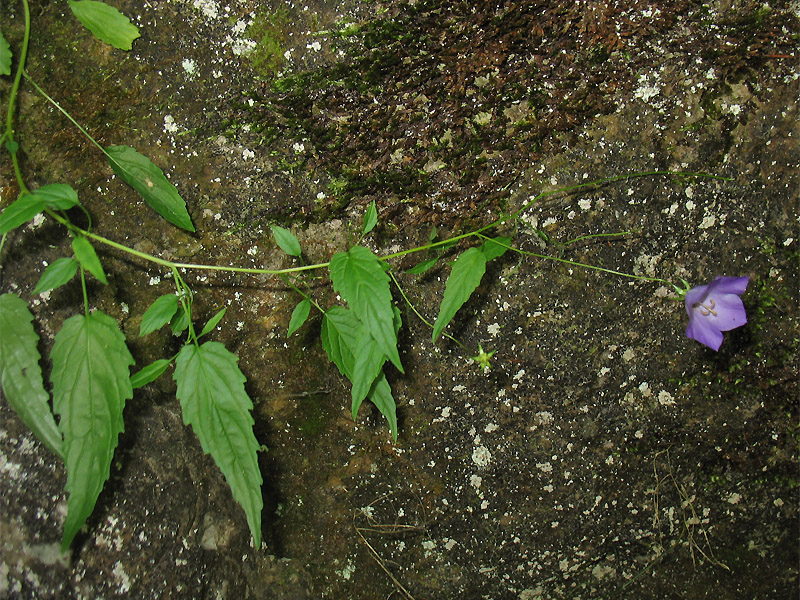 Изображение особи Campanula carpatica.