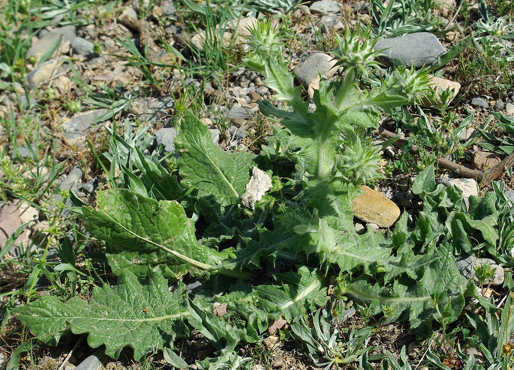 Изображение особи Cousinia microcarpa.