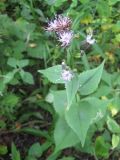 Saussurea grandifolia. Верхняя часть цветущего растения. Приморский край, окр. г. Находка, в дубовом лесу. 09.09.2011.