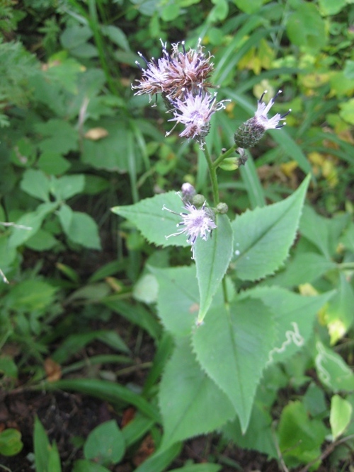 Изображение особи Saussurea grandifolia.