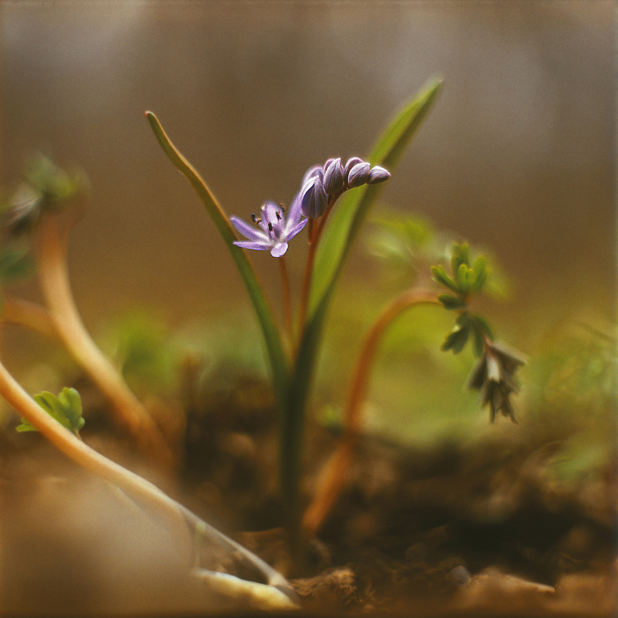 Изображение особи Scilla bifolia.