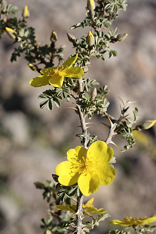 Image of Rosa ecae specimen.
